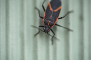 Eastern Boxelder Bug in Springtime at Rentokil in Northern Utah and Southern Idaho