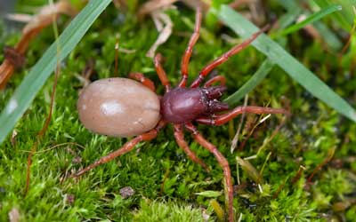 A woodlouse spider spotted in Northern Utah - Rentokil