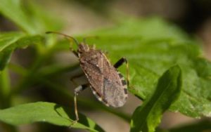 What brown marmorated stink bugs look like in Southern Idaho & Northern Utah - Rentokil