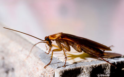 Cockroaches are common in the summer and winter in Northern Utah and Southern Idaho - Rentokil