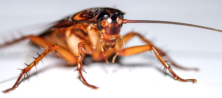 American cockroaches in Utah - Rentokil