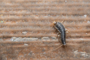 Silverfish crawling on a thin piece of wood at Rentokil in Northern Utah and Southern Idaho