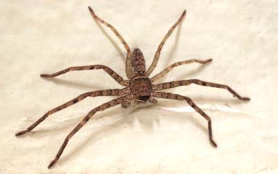 A hobo spider found in Northern Utah - Rentokil