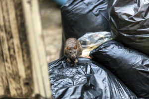 Rat crawling around garbage at Rentokil in Northern UT and Southern ID.