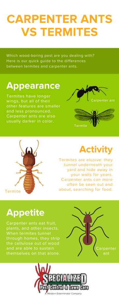 carpenter ant vs termites info by Rentokil in Northern Utah and Southern Idaho