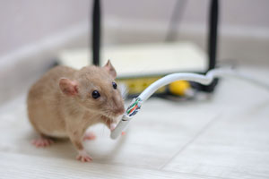 Rats chewing on wires are one of the many dangers of rodents in Northern Utah and Southern Idaho. The mice exterminators at Rentokil can help prevent them.