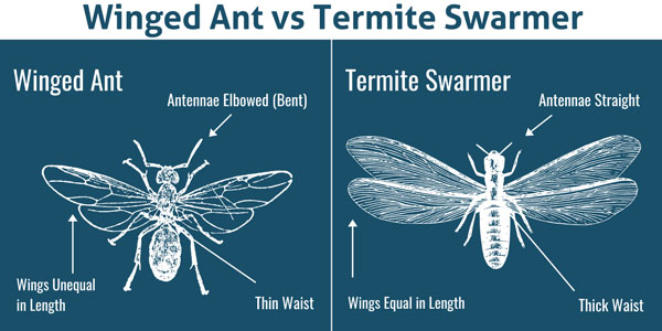 Winged ant vs. termite in Northern Utah and Southern Idaho - Rentokil