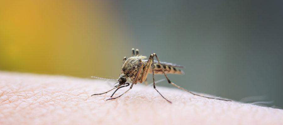 Mosquito bites do not transmit coronavirus. Rentokil in Northern Utah and Southern Idaho.