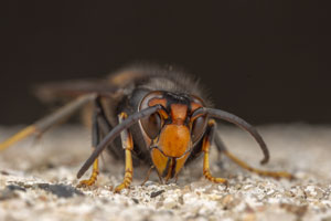 Asian giant hornets - Rentokil