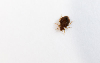 Myths about bed bugs in Northern Utah & Southern Idaho - Rentokil