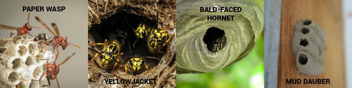 How to identify wasp nests in Northern Utah and Southern Idaho - Rentokil