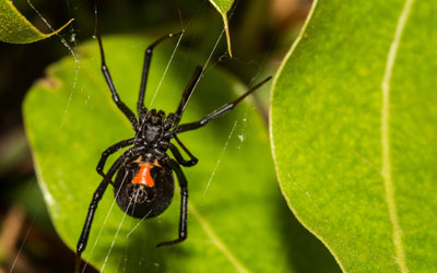 Black widows are a dangerous spider in Northern Utah - Rentokil
