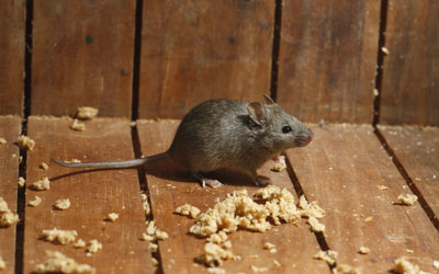 Rodents infest homes in Northern Utah and Southern Idaho in the fall - Rentokil