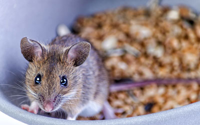 Mice vs rats in Northern Utah and Southern Idaho at Rentokil