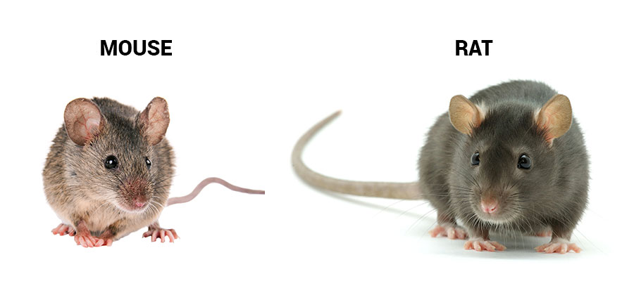 Mice and rats identification in Northern Utah and Southern Idaho - Rentokil