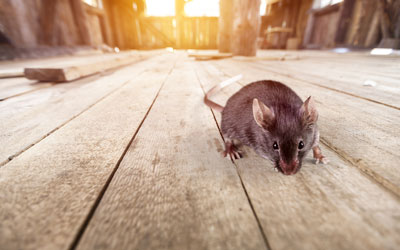 Rodents infest Northern Utah homes during the pandemic - Rentokil