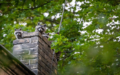 Raccoons are a common overwintering pest in Utah - Rentokil