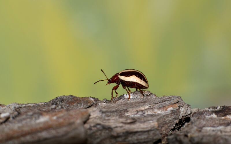 Beetle extermination and control with Rentokil in Idaho and Utah