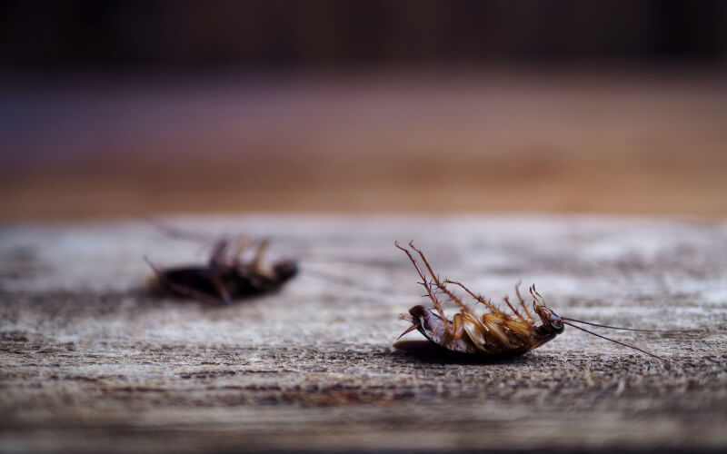Cockroach extermination and control with Rentokil in Idaho and Utah