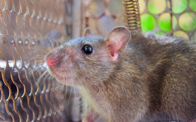 Rat and mouse extermination and control with Rentokil in Idaho and Utah