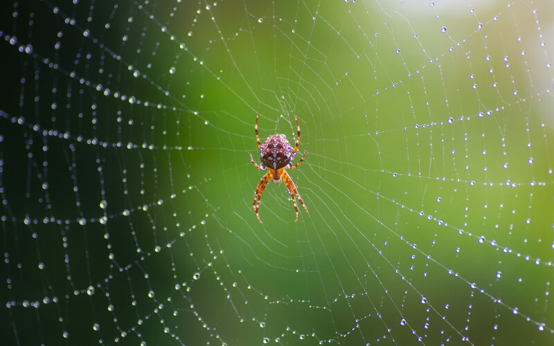 Spider extermination and control with Rentokil in Idaho and Utah