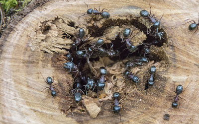 Carpenter ants are common in the spring in Utah and Idaho - Rentokil
