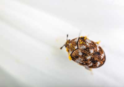 Carpet beetles or bed bugs in Northern Utah - Rentokil