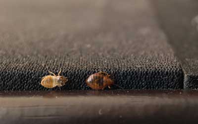 How do bed bugs spread in Northern Utah - Rentokil