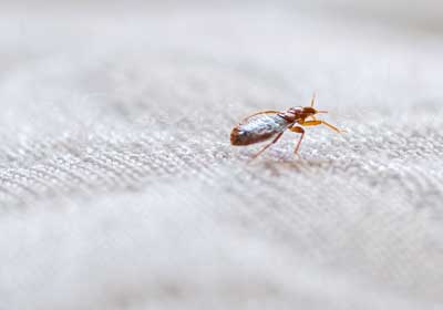How To Identify Bed Bugs in Northern Utah - Rentokil