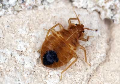 What do bed bugs look like in Northern Utah - Rentokil