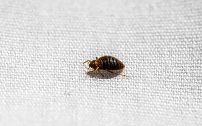 What bed bugs look like in Northern Utah - Rentokil