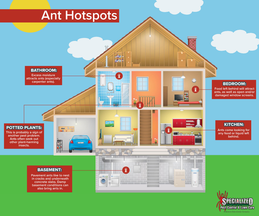 How ants get inside the house in Northern Utah - Rentokil