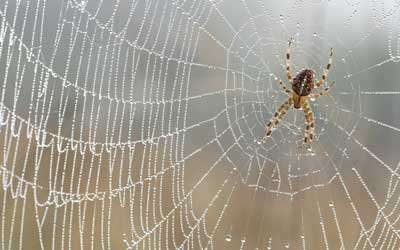 A spider on its web in Northern Utah - Rentokil