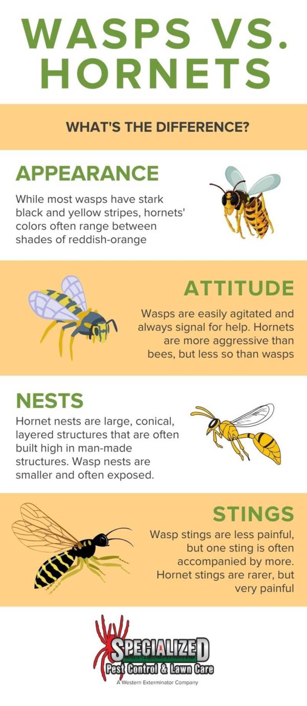 Wasp vs Hornet: What's the Difference? - Northern Utah