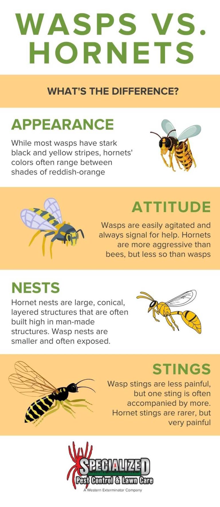 Wasp Vs Hornet: What's The Difference? - Northern Utah