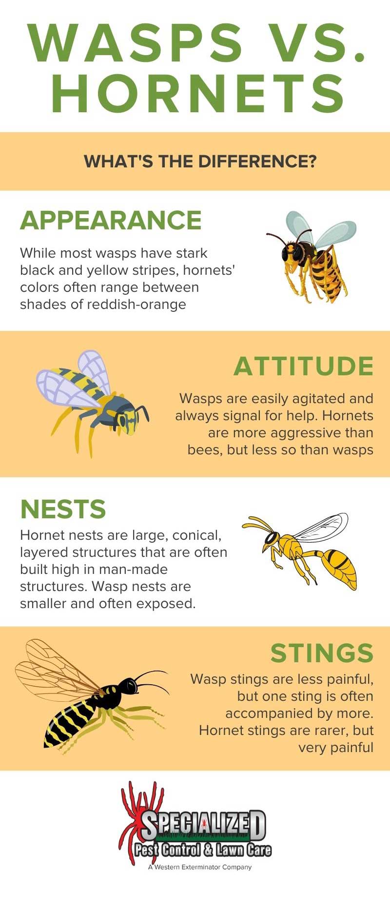 Wasp Nest Vs Hornet Nest Hornet Vs Wasp Nest WSGH
