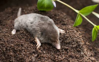 A mole found in Northern Utah - Rentokil