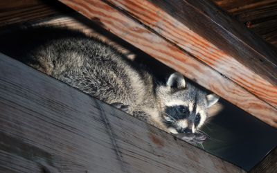 Raccoon hides in attic during the winter in Northern Utah - Rentokil