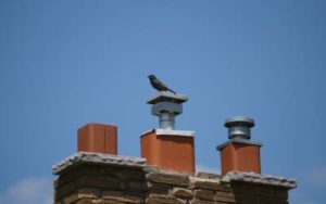 Chimney caps keep birds out in Northern Utah & Southern Idaho - Rentokil, formerly Specialized Pest Control & Lawn Care