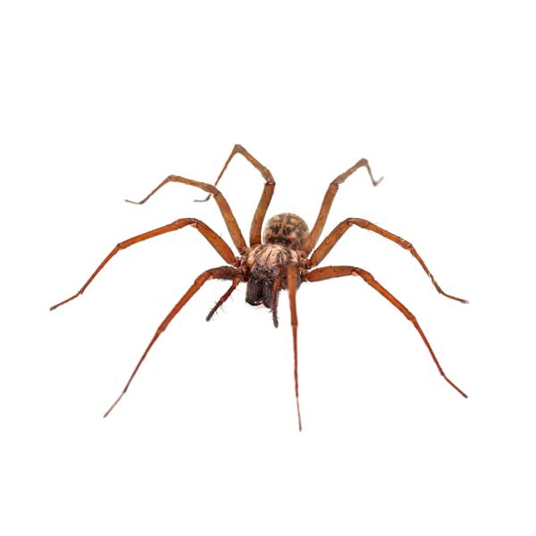 Sac Spider Identification, Habits & Behavior