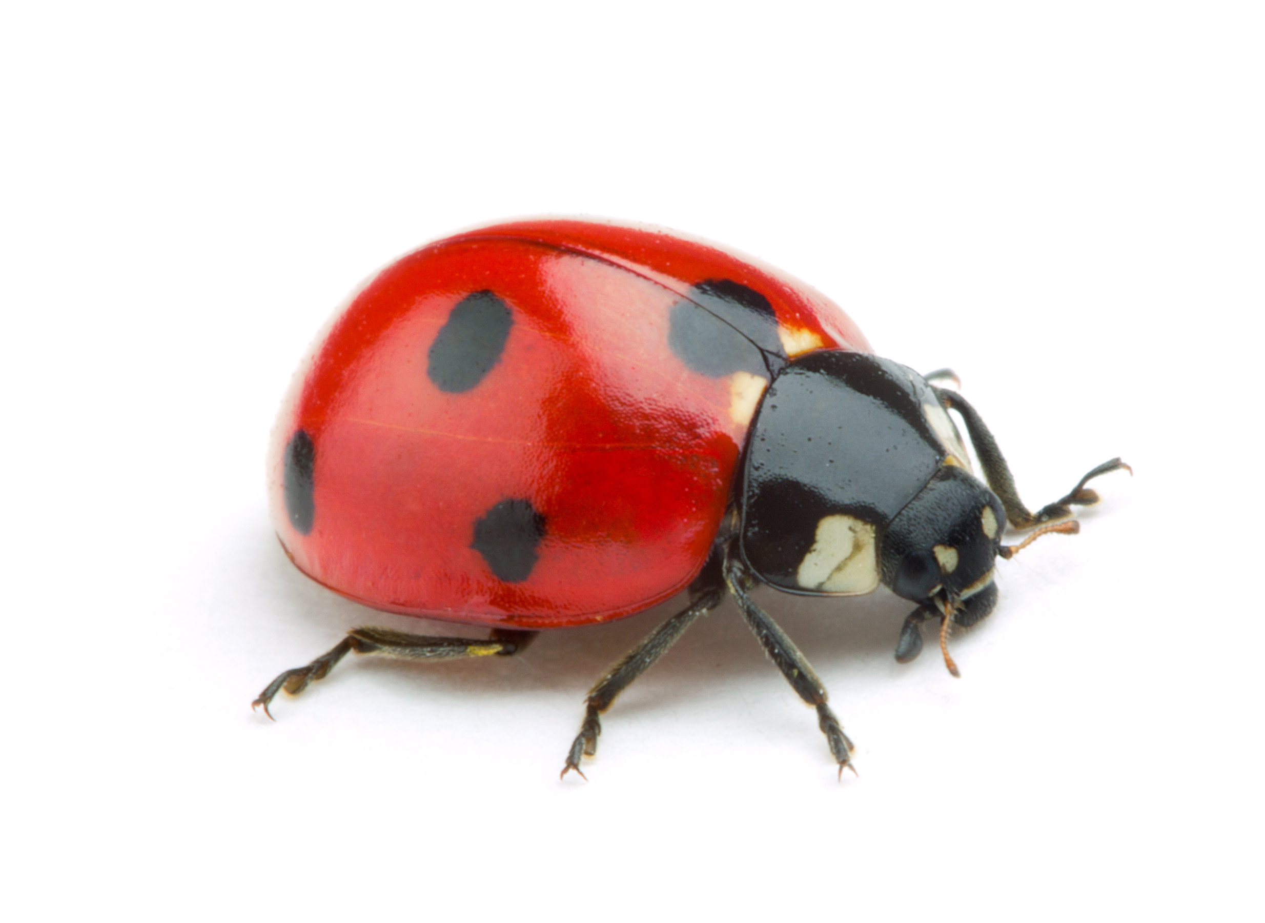 https://specializedpestandlawn.com/wp-content/uploads/2022/05/ladybug-1.jpg