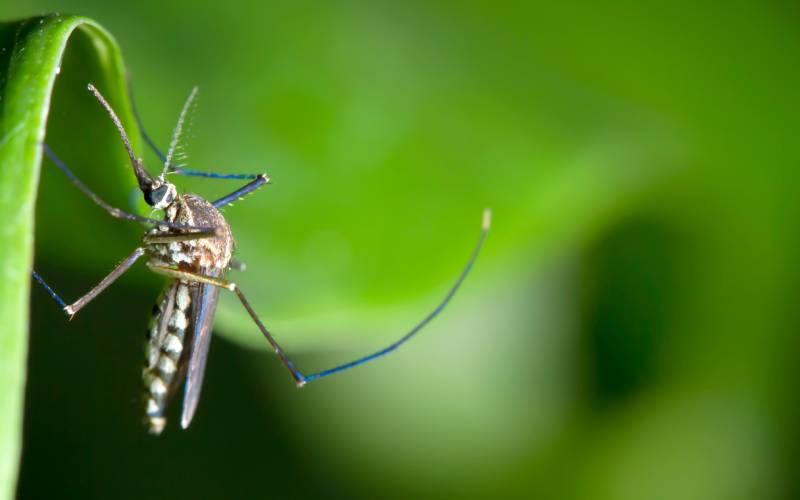 What mosquitoes can look like in Northern Utah and Southern Idaho - Rentokil