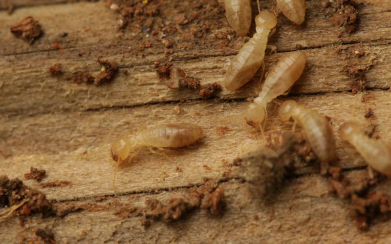 What subterranean termites look like in Northern Utah and Southern Idaho - Rentokil